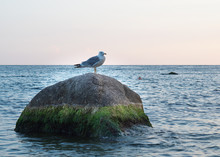 Seagull On The Pacific Ocean Shore . Sea Gull On Rock Near The Sea In Nature . Gulls On Dock.