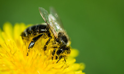 Sticker - Honey bee and sunny yellow dandelion. Spring Card