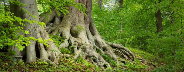 old tree roots in a green forest