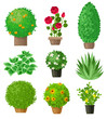 Garden plants set
