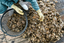 Mollusk Sorting Process On Oyster Farm In Vietnam