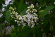 © maria - spring flowers, a lilac branch with flowers and buds on a background of green foliage