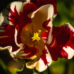 Wall Mural - Detail of red and white bloom of tulip