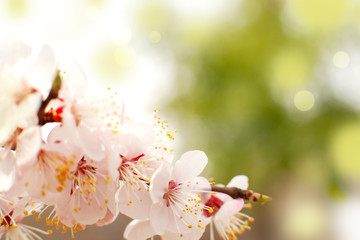 Wall Mural - Delicate flowers of apricot tree. Spring tender flowers in the sunlight. A branch of apricot tree in spring in the sun glare.