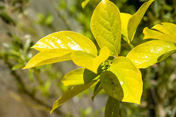 shining leaves of persimmon in full sun in the garden