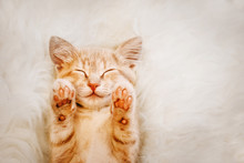 Cute, Red Kitten Is Sleeping On His Back And Smiling, Paws Up. Concept Of Sleep And Good Morning.