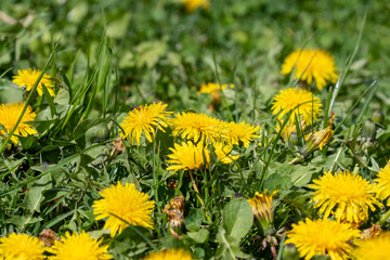 Wall Mural - field of xellow blooming dandelions