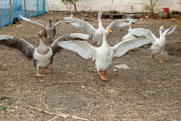 Group goose Show wing in garden at thailand