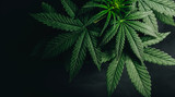 Fototapeta  - marijuana cannabis leaf background
