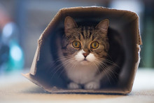 Front View Of Tabby White British Shorthair Cat Hiding In A Carboard Box On The Floor