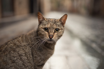 tabby stray cat looking at camera in the old town of antalya, turkey