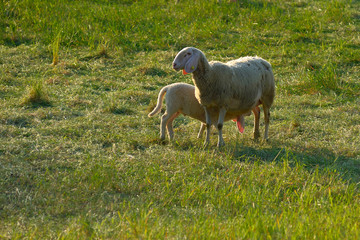 grazing sheep with lambs