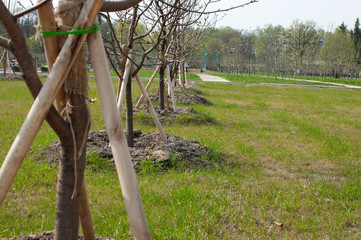 young tree seedlings