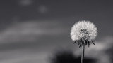 Fototapeta Dmuchawce - Black and white dandelion 