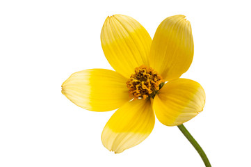 bidens triplinervia isolated