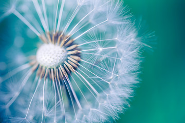 closeup of dandelion on natural background. bright, delicate nature details. inspirational nature co