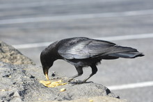 Wild Crow Eats Cheese - Its