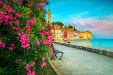 Sunrise And Morning Cityscape With Flowery Promenade, Rovinj, Istria, Croatia