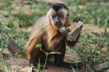 Canvas Print - Monkey