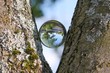 Baum spiegelt sich in Glaskugel