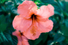 Beautiful Tender Blooming Peachy Pink Hibiscus Flower On Teal Color Foliage Leaves. Summer Tropical Floral Background. Soft Blurred Effect. Creative Artistic Botanical Backdrop Poster
