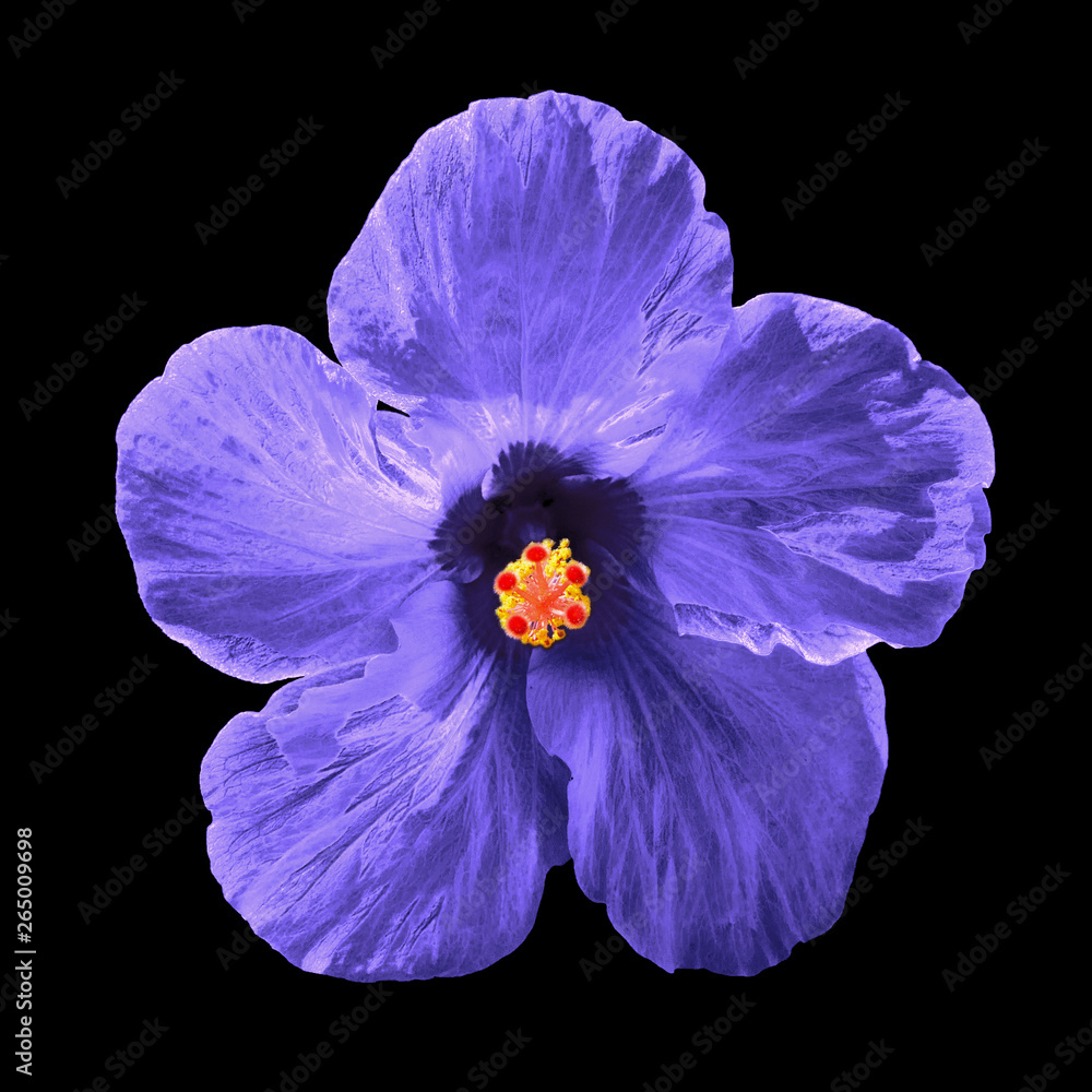 Purple hibiscus syriacus flower isolated on black background. Chinese rose.  Flat lay, top view. Macro object Stock Photo | Adobe Stock, image size:1000x1000