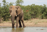 Fototapeta  - Afrikanischer Elefant / African elephant / Loxodonta africana