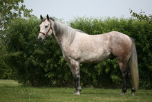 Grey Horse Portrait 