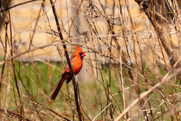 Wall Mural - Beautiful male Northern cardinal (Cardinalis cardinalis) perched on the branch scrubs  