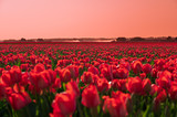 Fototapeta Tulipany - field of red tulips