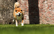 © Happy monkey - Japanese Akita Inu dog for a walk
