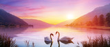 Swans Over Lake At Sunrise - Calm And Romance