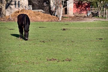 Wall Mural - Black horse grazing in the paddock.