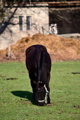 Wall Mural - Black horse grazing in the paddock.