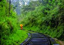 A Monk Walks The Rail Way Line In A Jungle. 