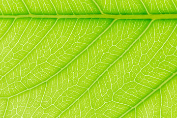 Green Leaf pattern texture background with light behind for website template, spring beauty, environment and ecology concept design.