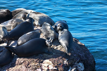 Lake Baikal On A Summer Day. A Group Of Wild Pinnipeds, The Famous Baikal Seal, Basks In The Sun On A Small Stone Island. Cute Calm Animals Have Become A Symbol Of The Siberian Lake