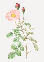 Vintage Sparkling Rose Poster