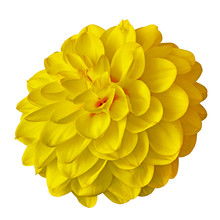 Flower Yellow Dahlia Isolated On White Background With Clipping Path. Close-up. Nature.