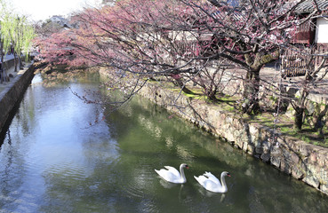 Wall Mural - Two swans in Kurashiki canal, Kurashiki city, Japan