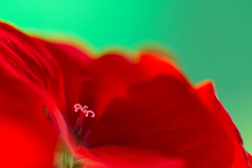 Red geranium flower with pestle close-up on green background. Geranium pestle on a blossoming scarlet flower close-up.