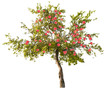 apple tree with large red fruits on white