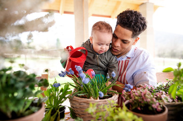 Wall Mural - Father and small toddler son indoors at home, watering flowers.