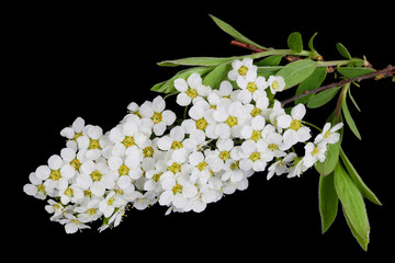 Wall Mural - white spring blossom flowers of forest bird berry tree isolated on black