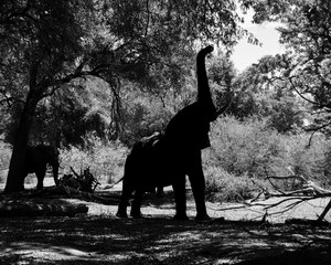 Wall Mural - African Elephants