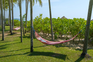 Wall Mural - Tropical beach with hammock under the palm trees in sunlight