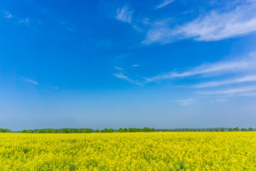  rape field in early summer with tree alley and a wide blue sky