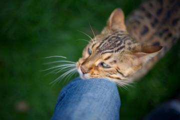 Wall Mural - bengal cat is rubbing on owner's knee