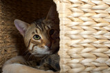 Fototapeta Perspektywa 3d - Bengal cat spying from inside a cat cave, studio shot