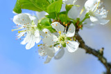 Fototapeta Pomosty - Blühender Baum im Frühling